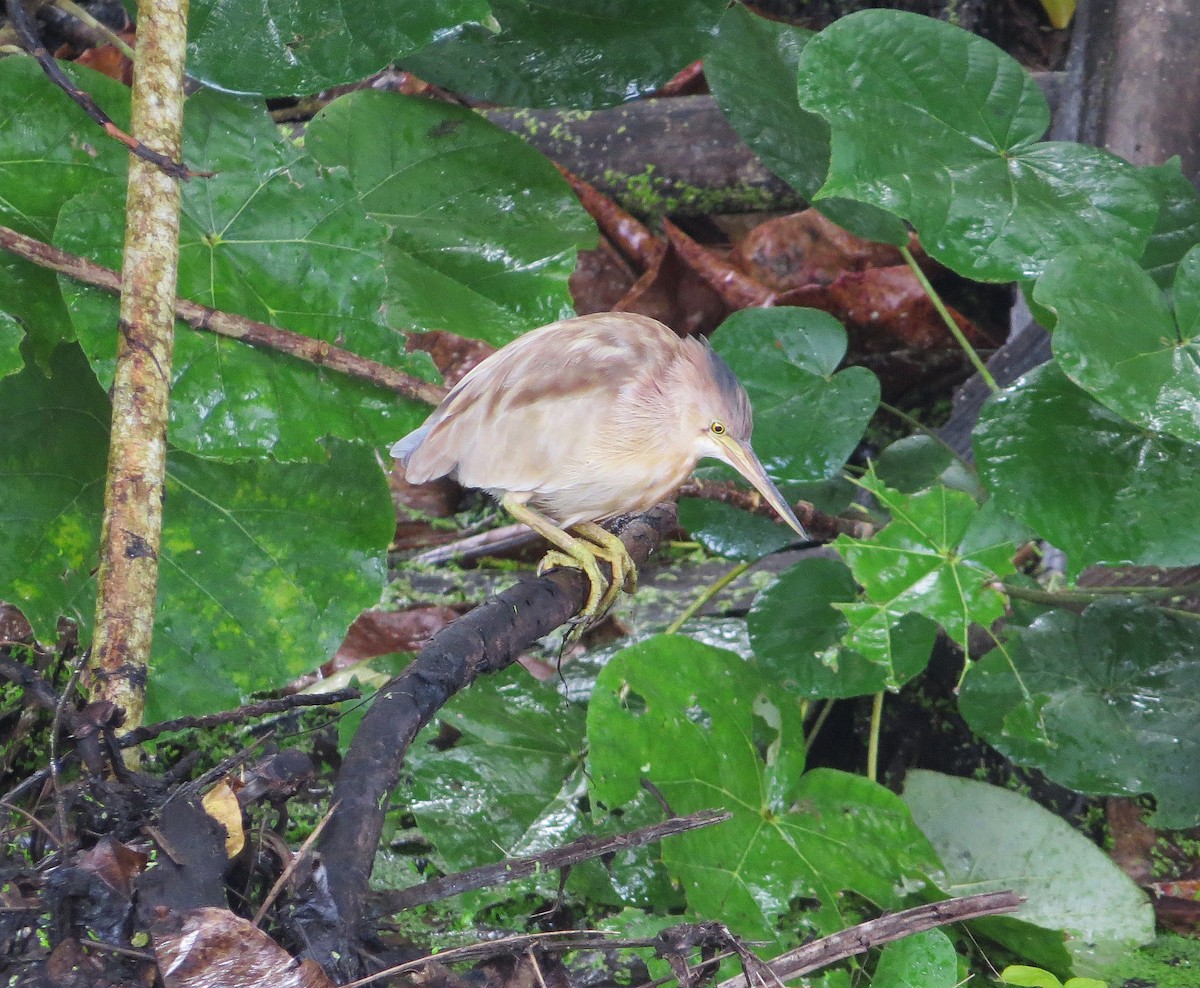 Yellow Bittern - ML166976391