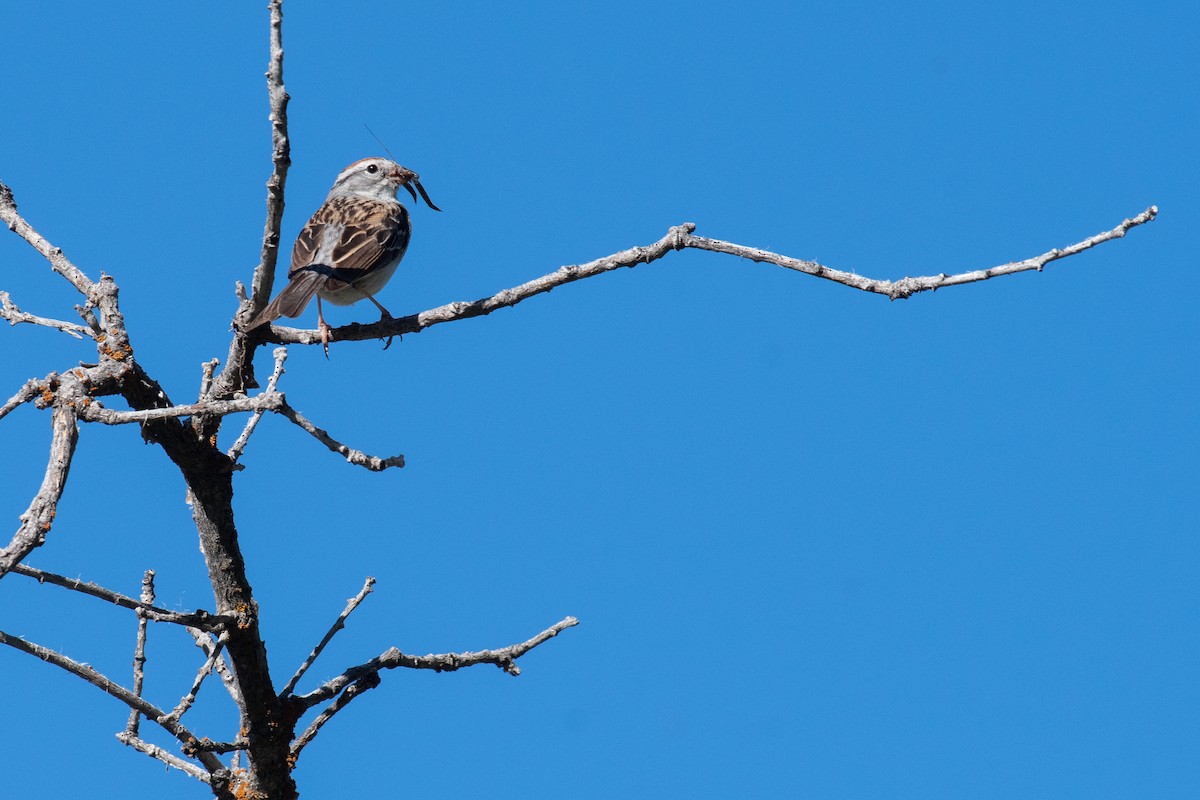 Chipping Sparrow - Paul Gardner