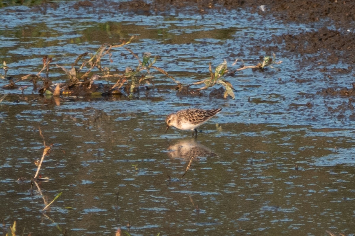 Semipalmated Sandpiper - ML166977991