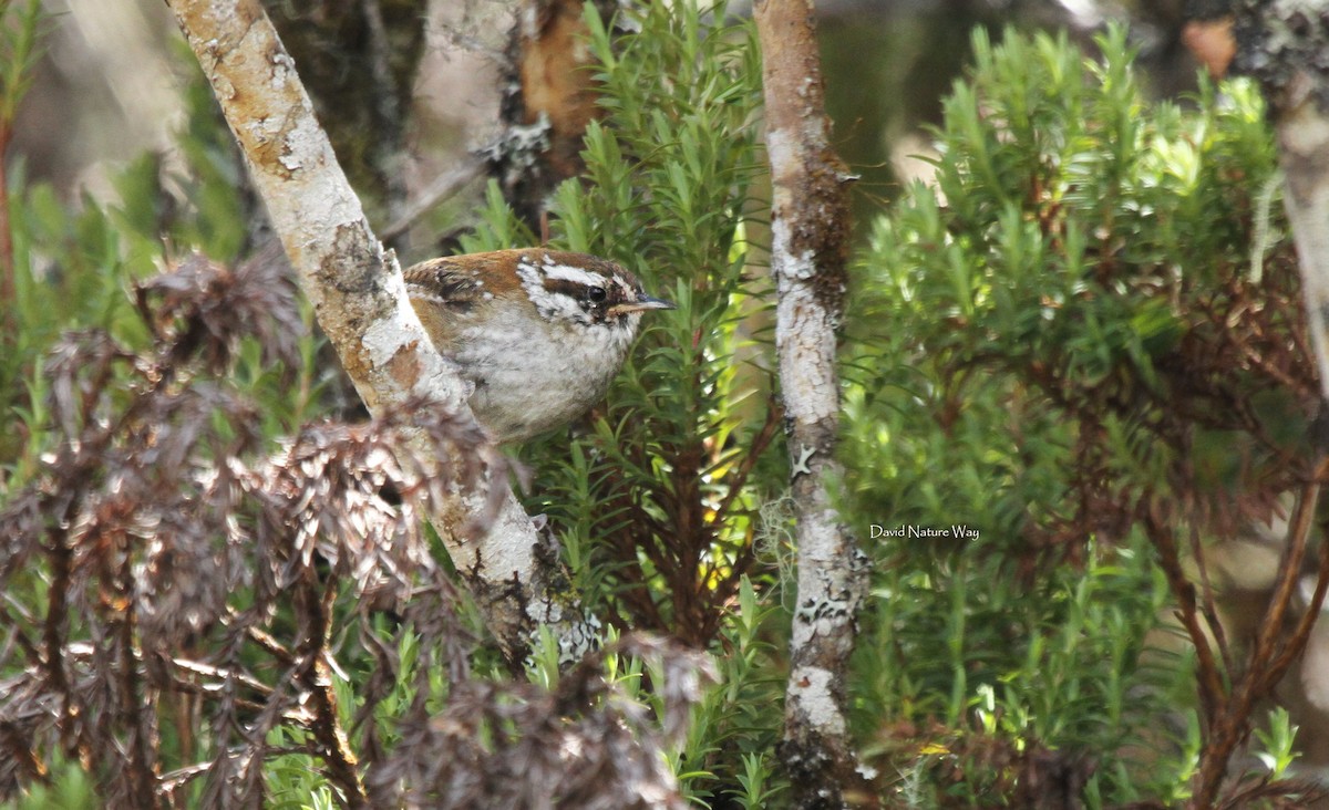 Timberline Wren - David Mora Vargas