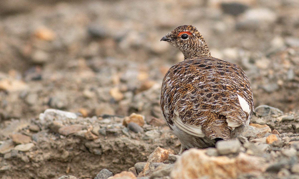 Rock Ptarmigan - ML166981431