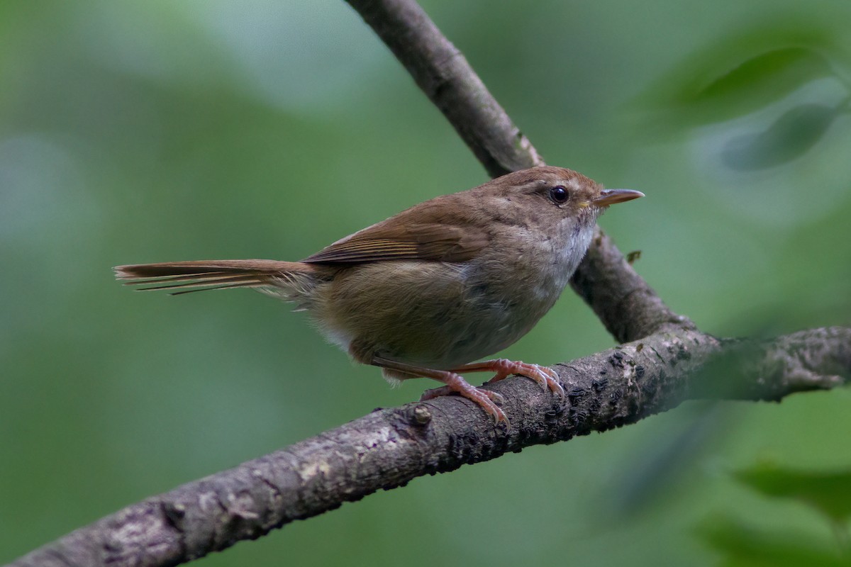 Brownish-flanked Bush Warbler - ML166982571