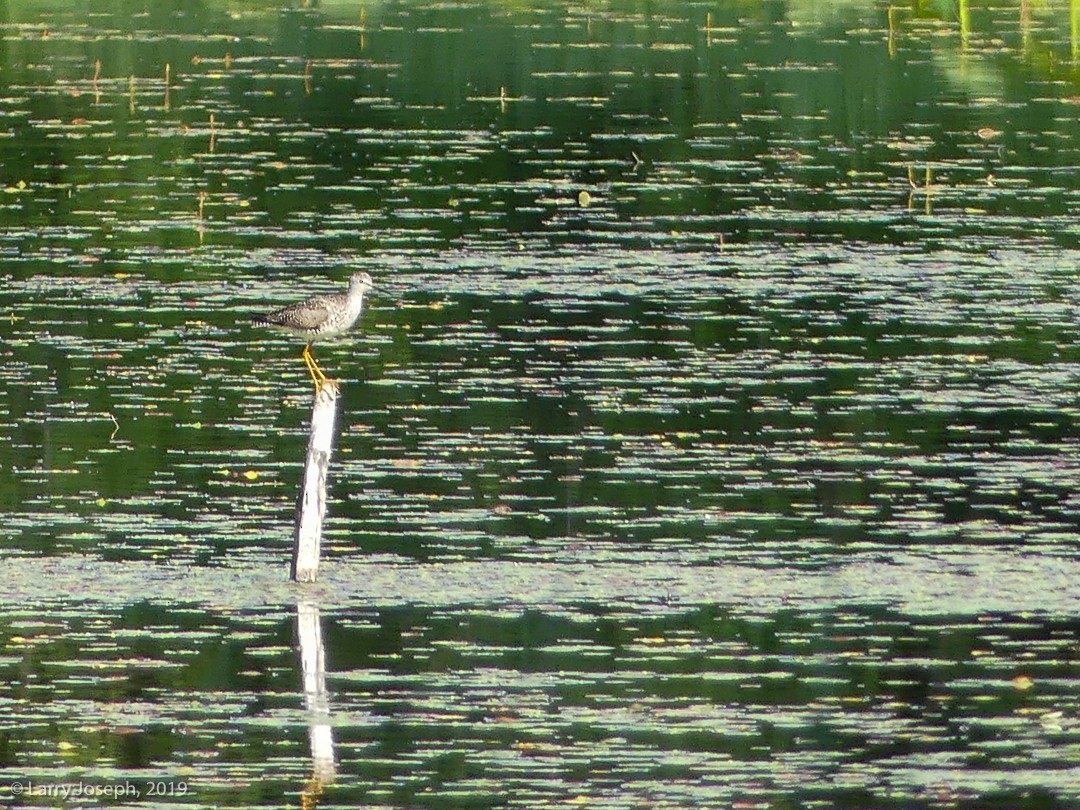 Greater Yellowlegs - Larry Joseph