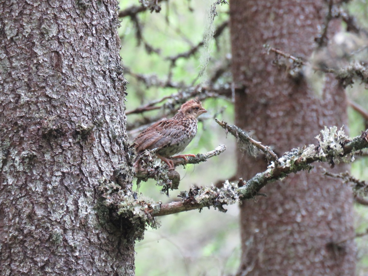 Hazel Grouse - Thomas Brooks