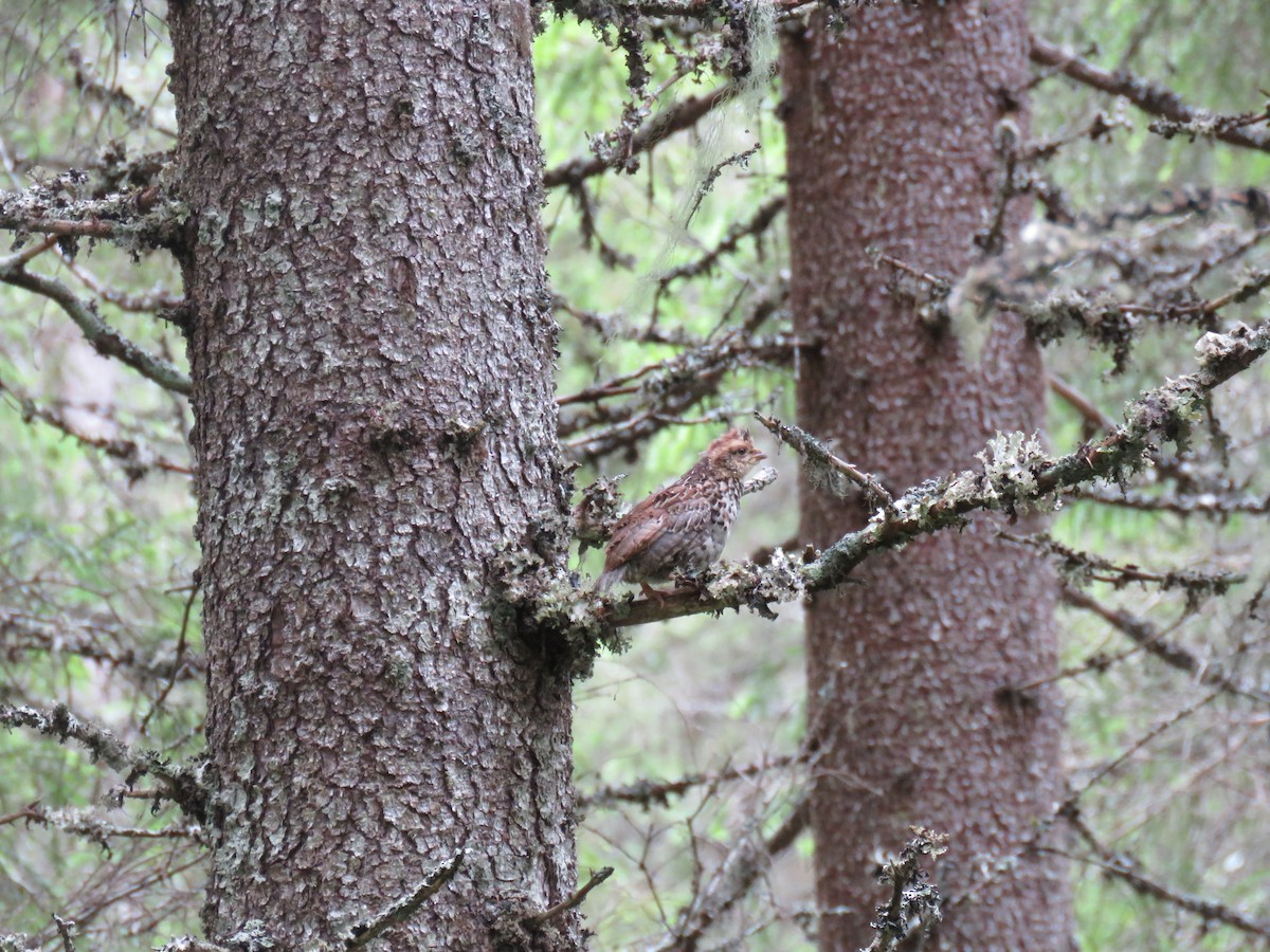 Hazel Grouse - ML166984161