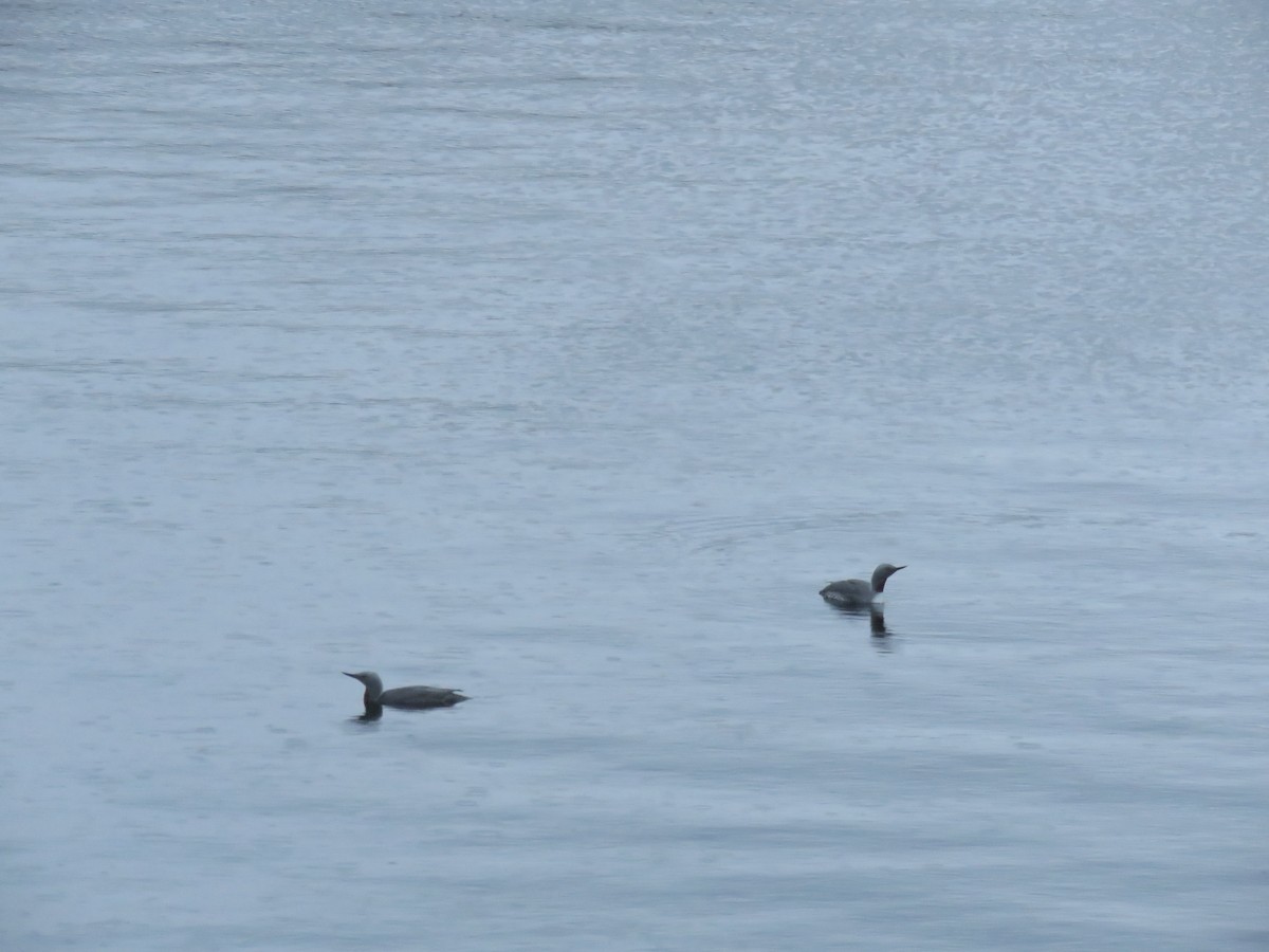 Red-throated Loon - ML166984911