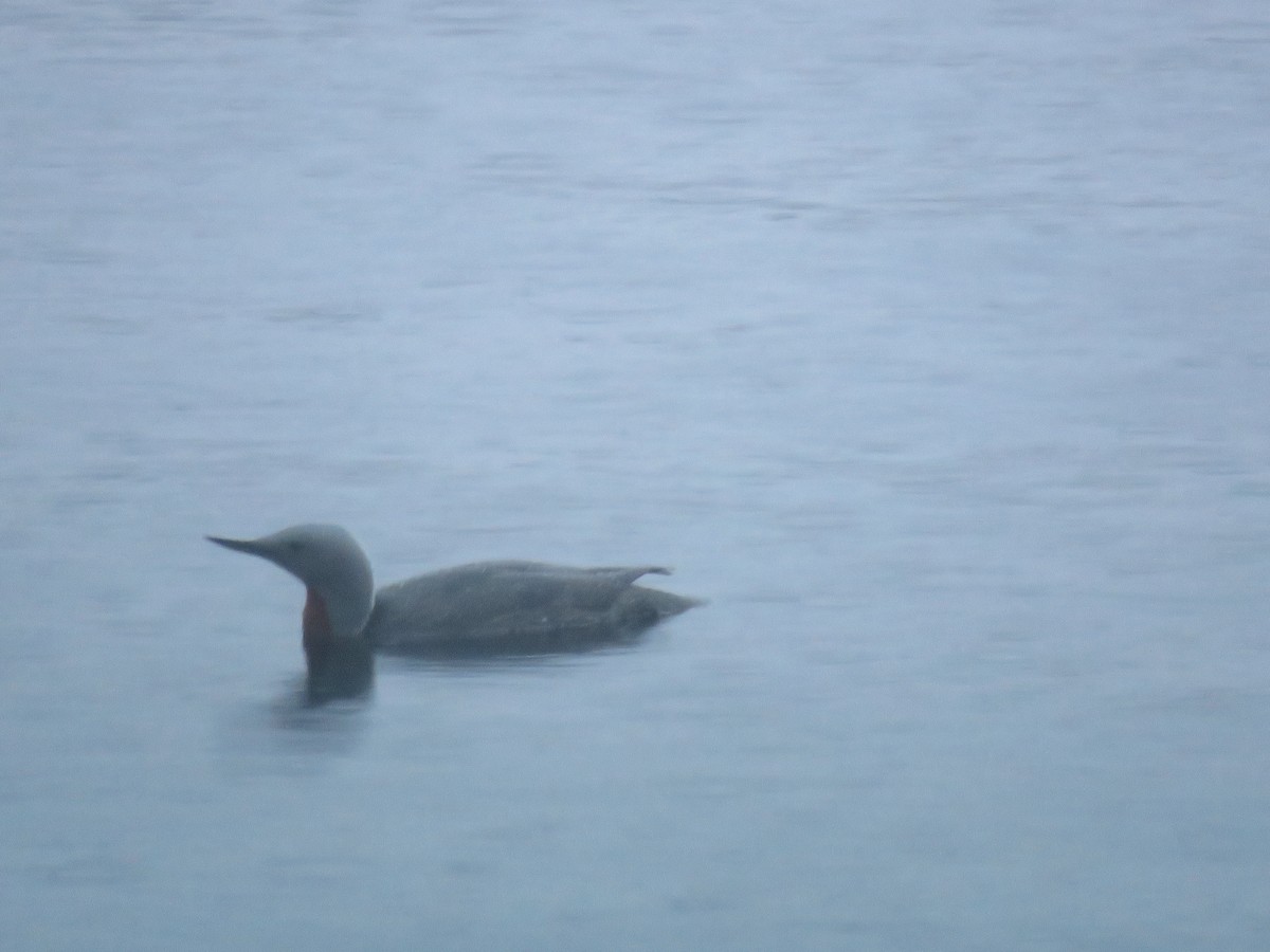 Red-throated Loon - ML166984921