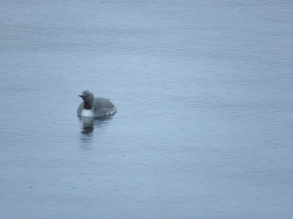 Red-throated Loon - ML166984951