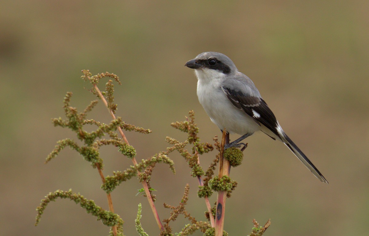 Loggerhead Shrike - ML166986241