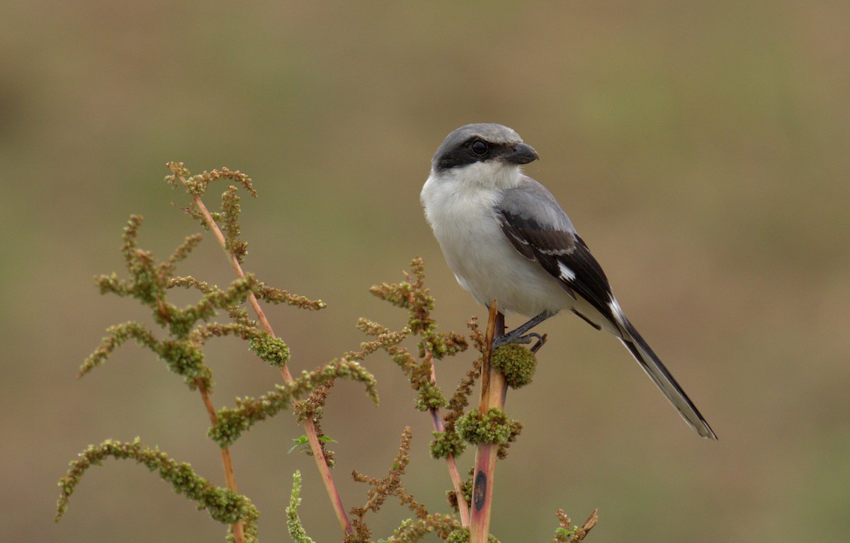 Loggerhead Shrike - ML166986251