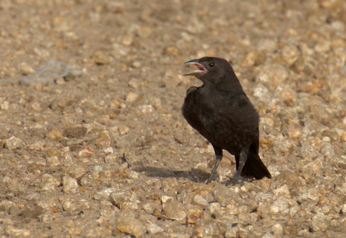 Bronzed Cowbird - ML166986341