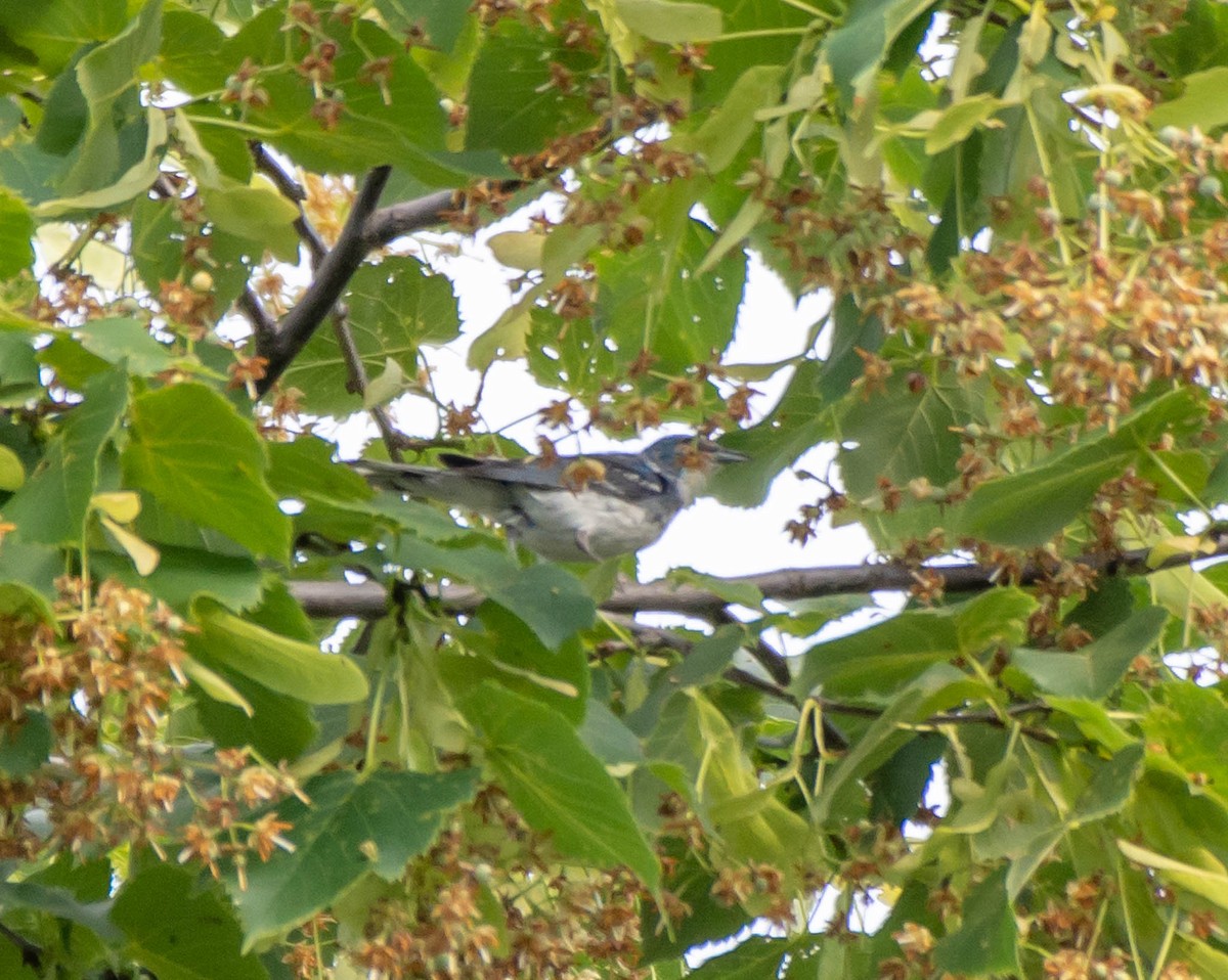 Cerulean Warbler x Northern Parula (hybrid) - ML166989791