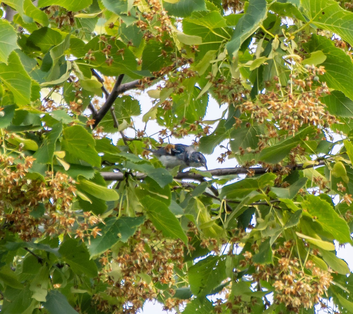 Cerulean Warbler x Northern Parula (hybrid) - ML166989801