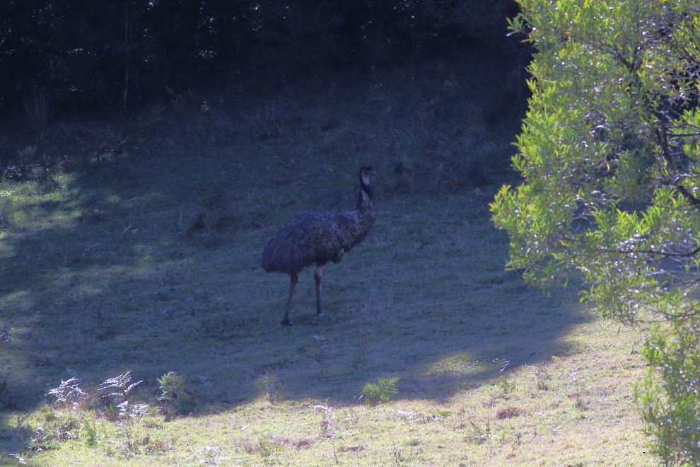 Emu - ML166989991