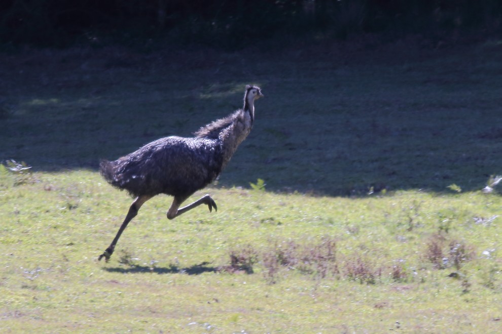 Emu - ML166990021
