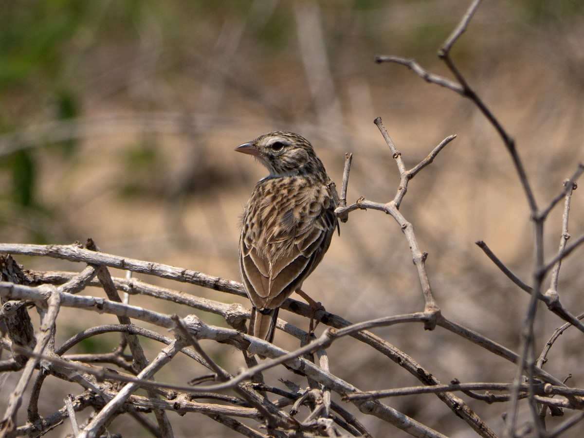 Madagascar Lark - ML166990681