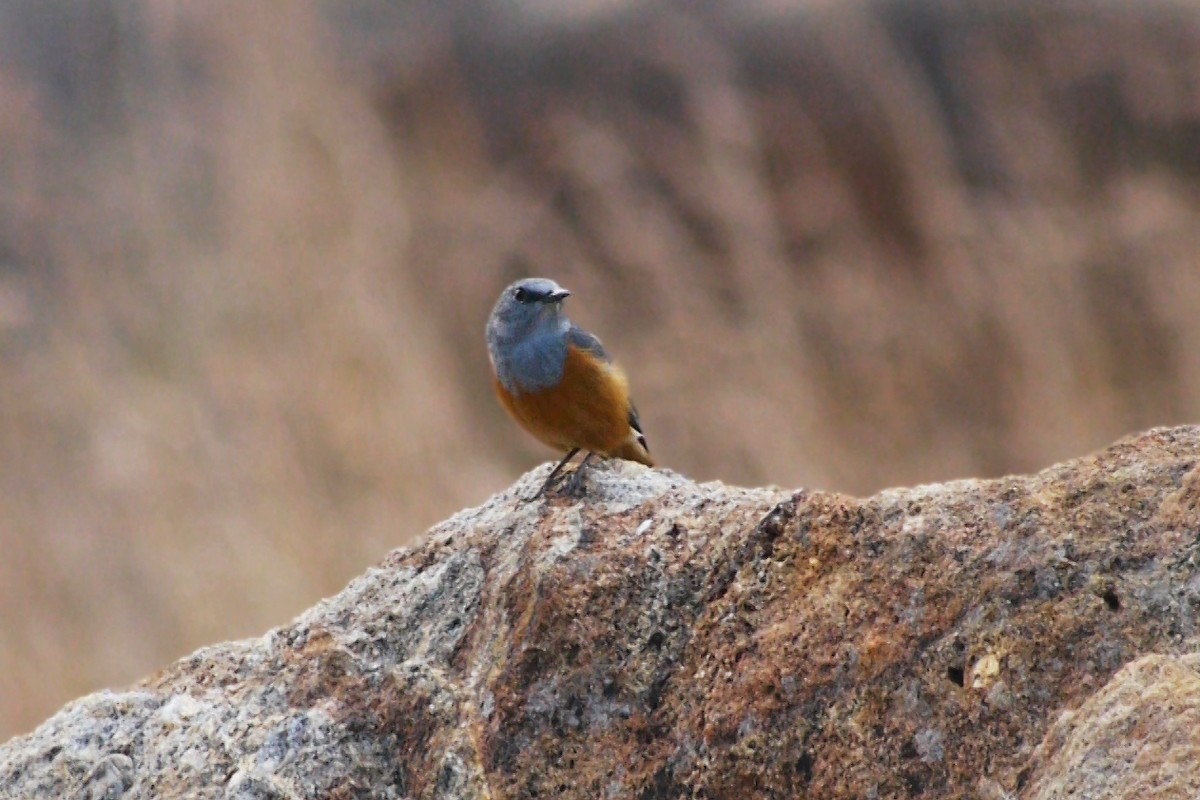 Forest Rock-Thrush (Benson's) - ML166990911