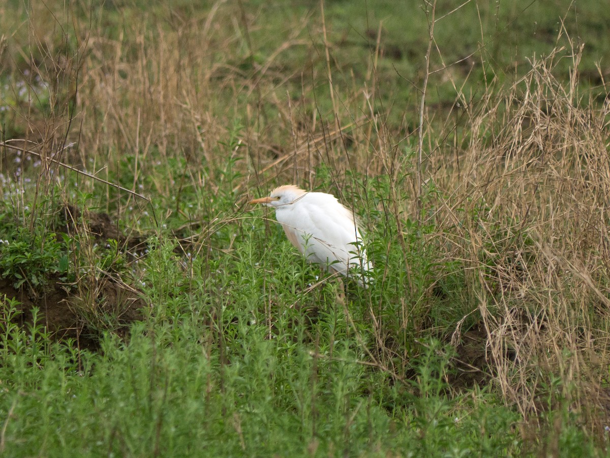 Western Cattle Egret - ML166990961