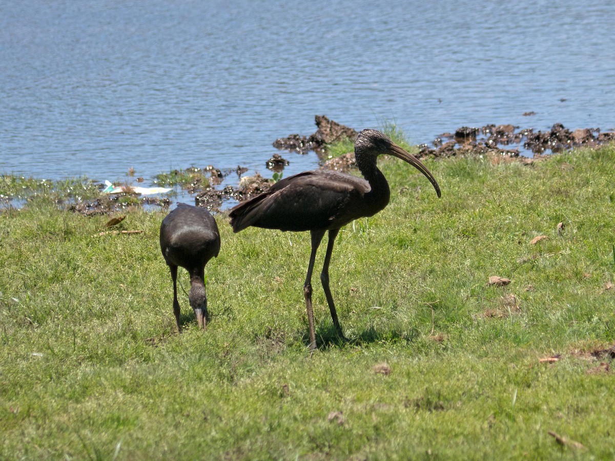 ibis hnědý - ML166991551