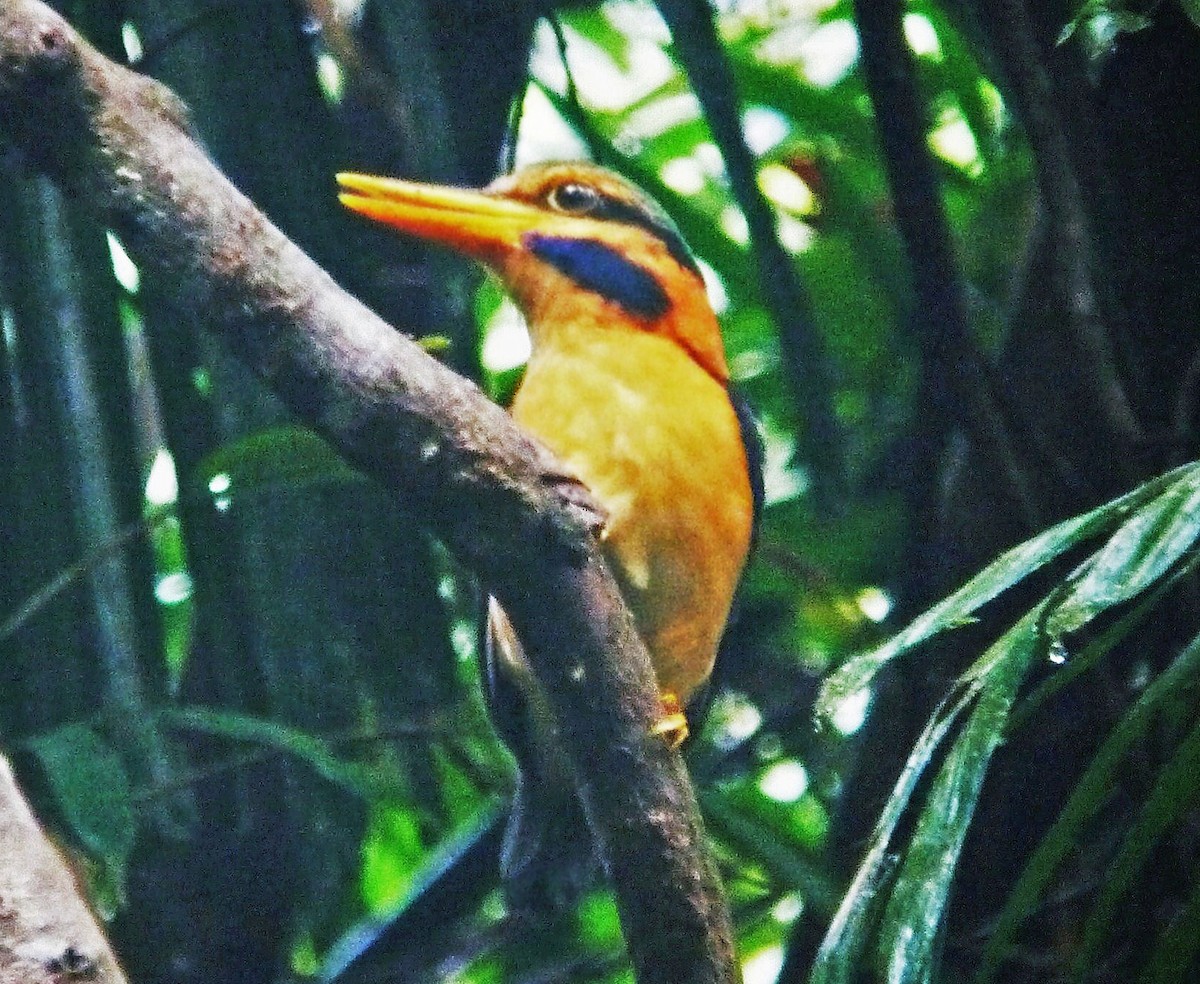 Rufous-collared Kingfisher - ML166993251