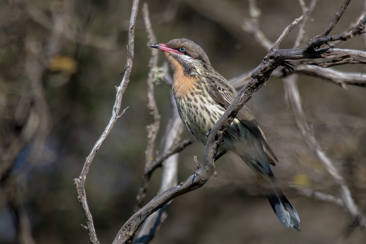 Spiny-cheeked Honeyeater - Andrew Allen