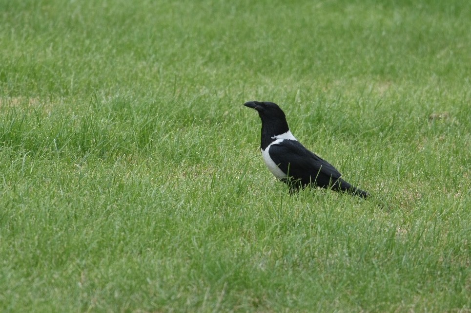 Pied Crow - ML166994571