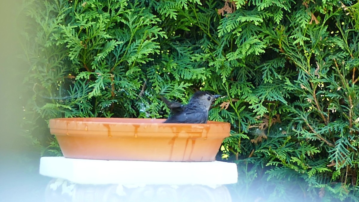 ימימן אמריקני - ML166994771