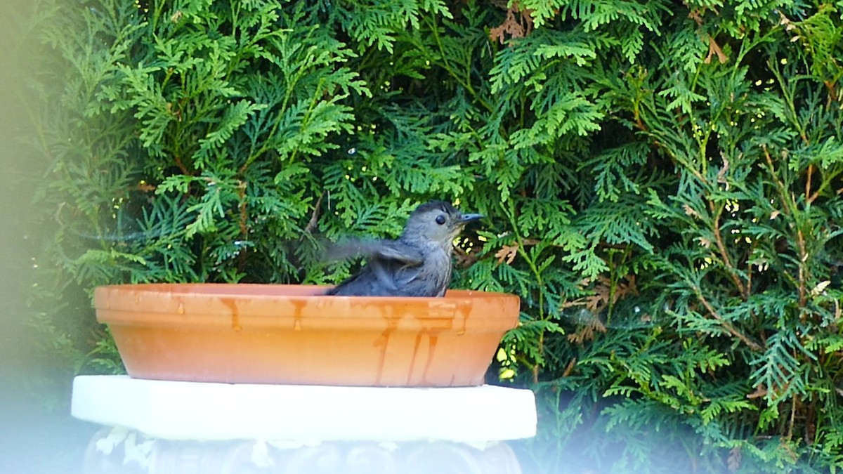 ימימן אמריקני - ML166994781