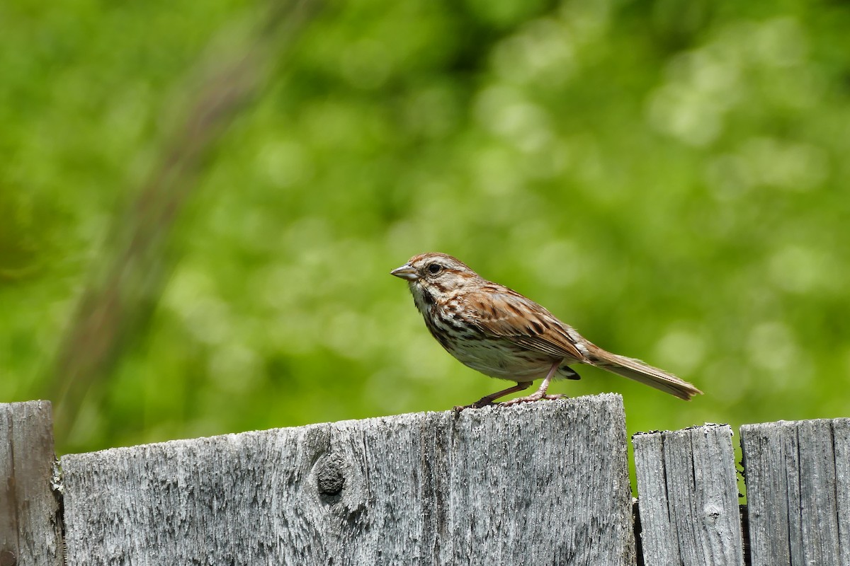 גיבתונית רוננת - ML166995091