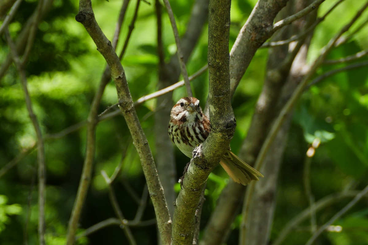 גיבתונית רוננת - ML166995191