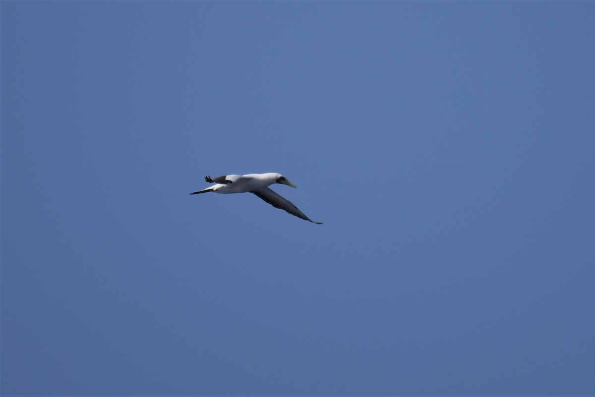 Masked Booby - ML166995981