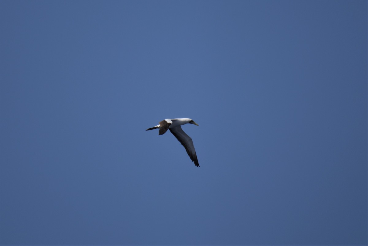 Masked Booby - ML166995991