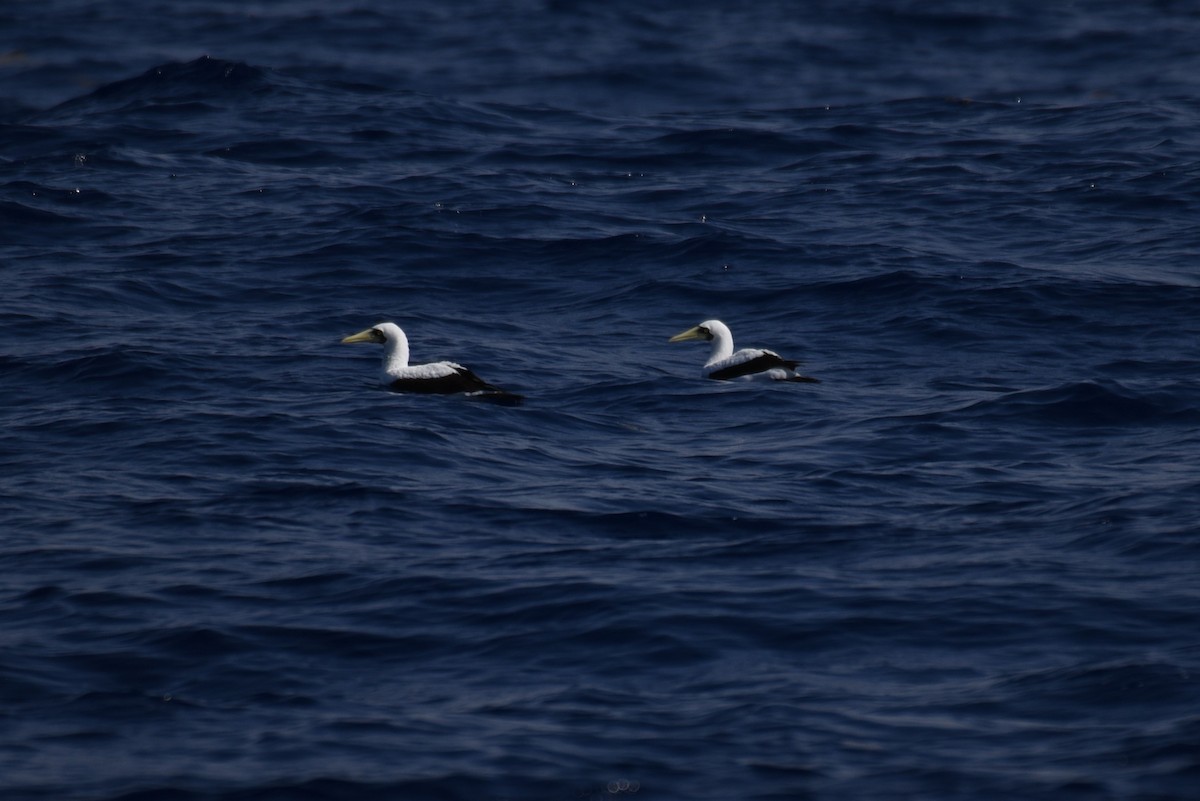 Masked Booby - ML166996001