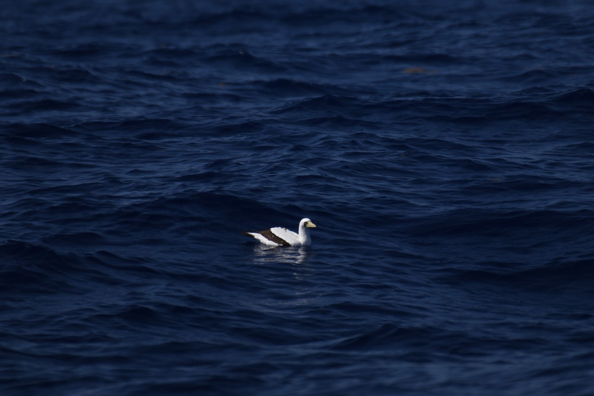 Masked Booby - ML166996011