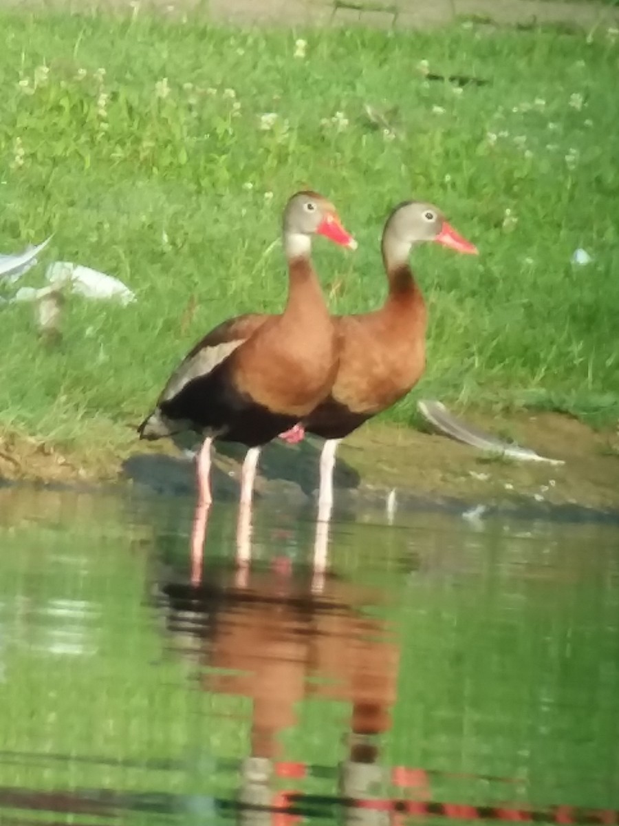 Dendrocygne à ventre noir - ML166997581