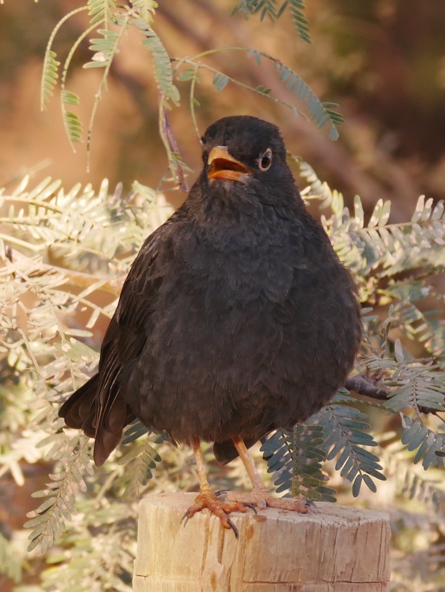 Chiguanco Thrush - ML166999751