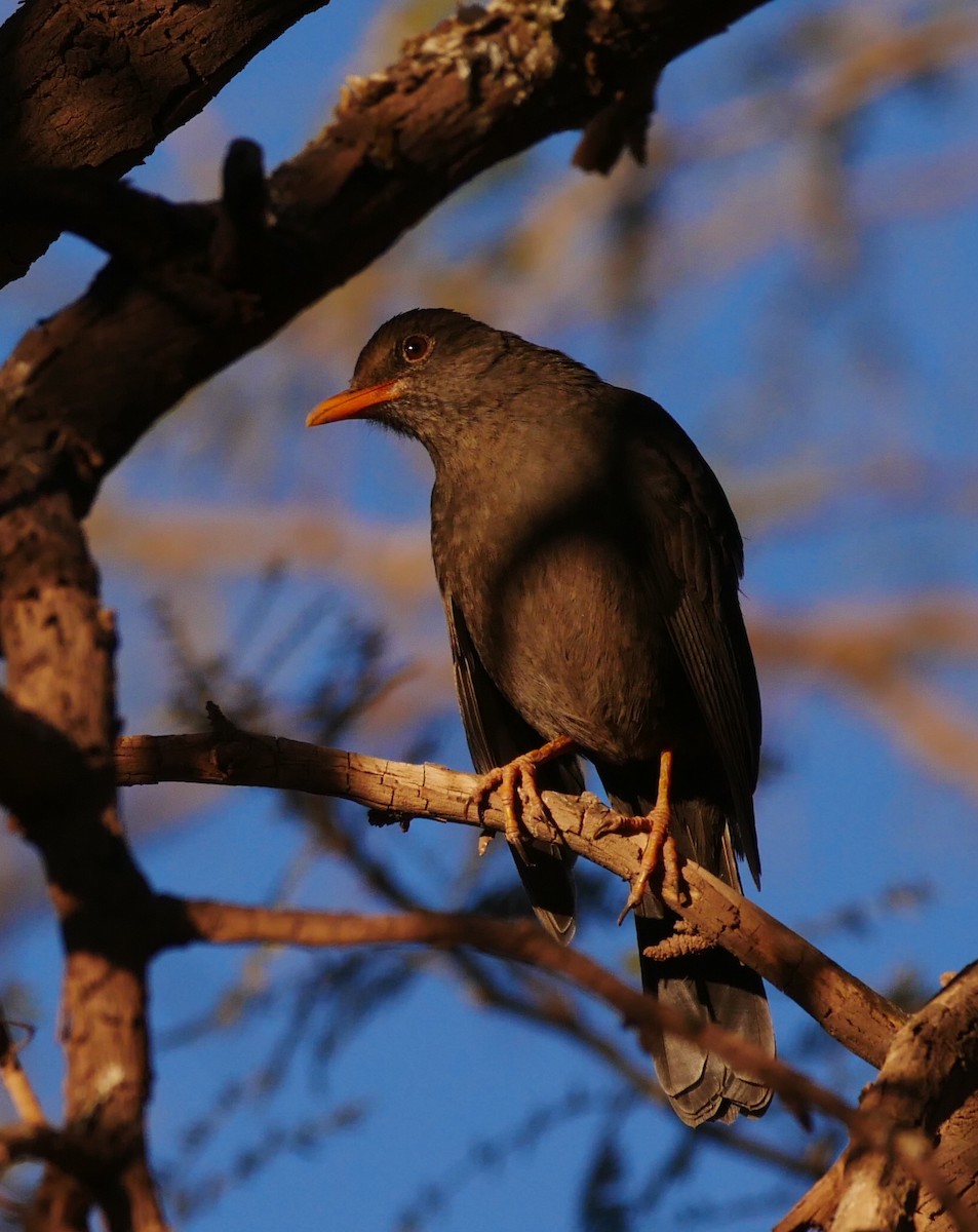 Chiguanco Thrush - ML166999771