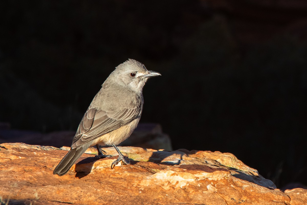 Gray Shrikethrush - ML167000471