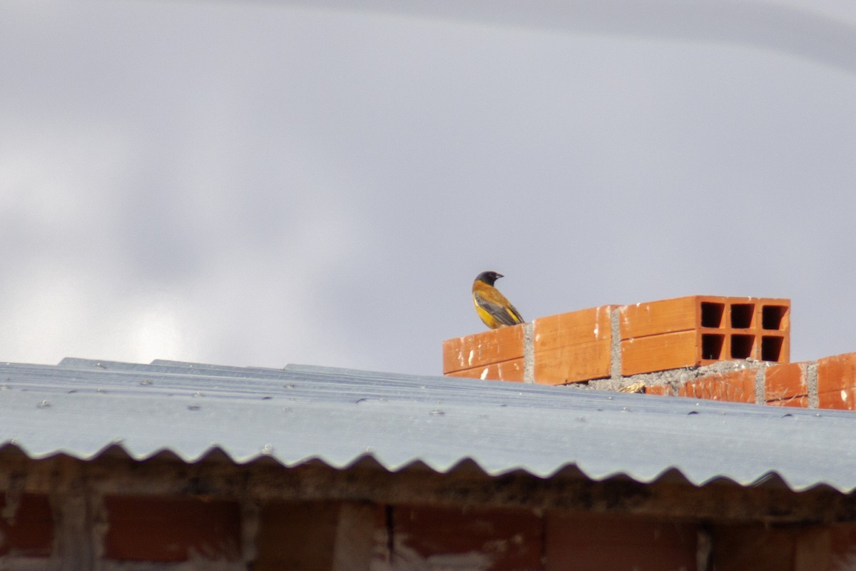 Black-hooded Sierra Finch - ML167001621