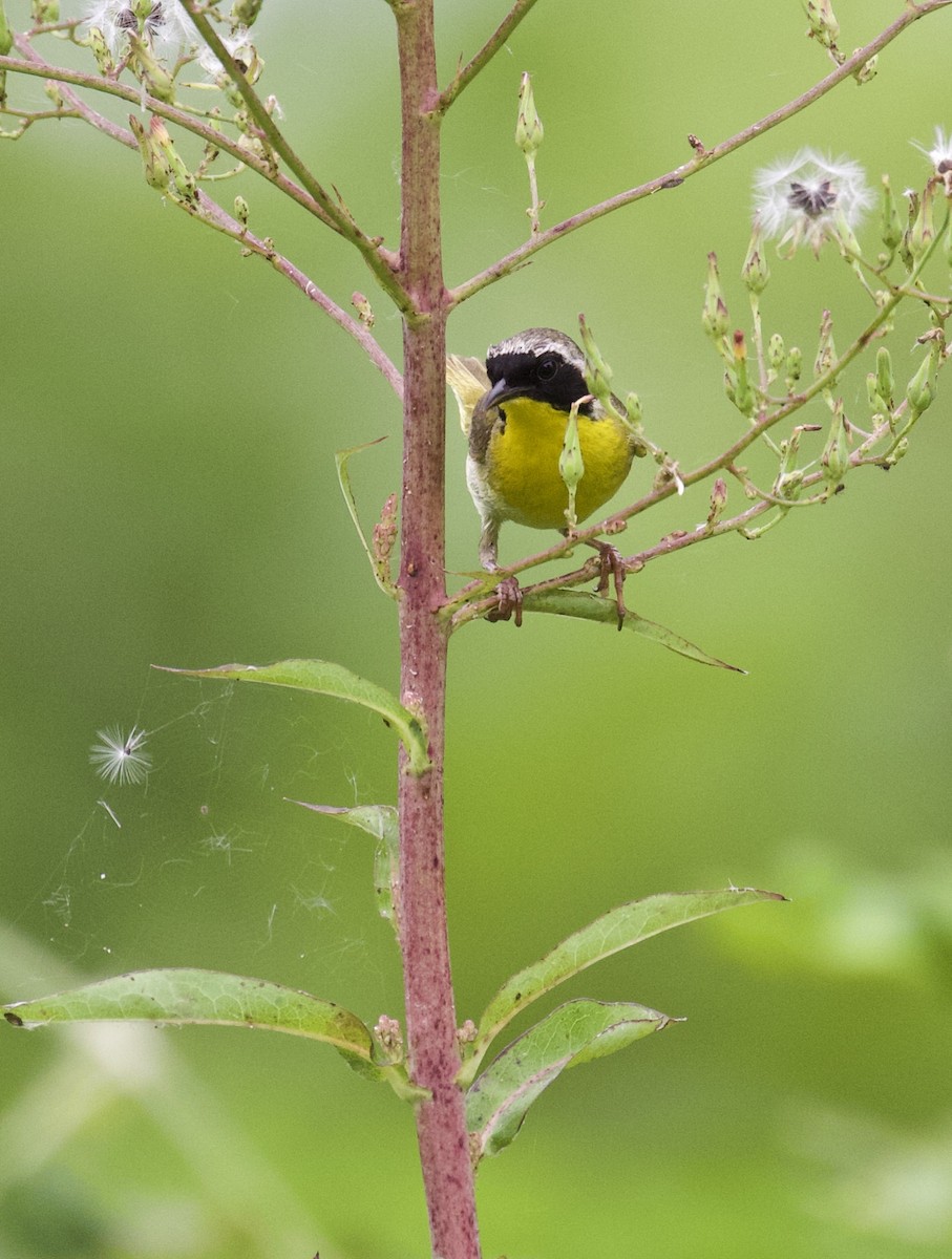 Common Yellowthroat - Lance Runion 🦤