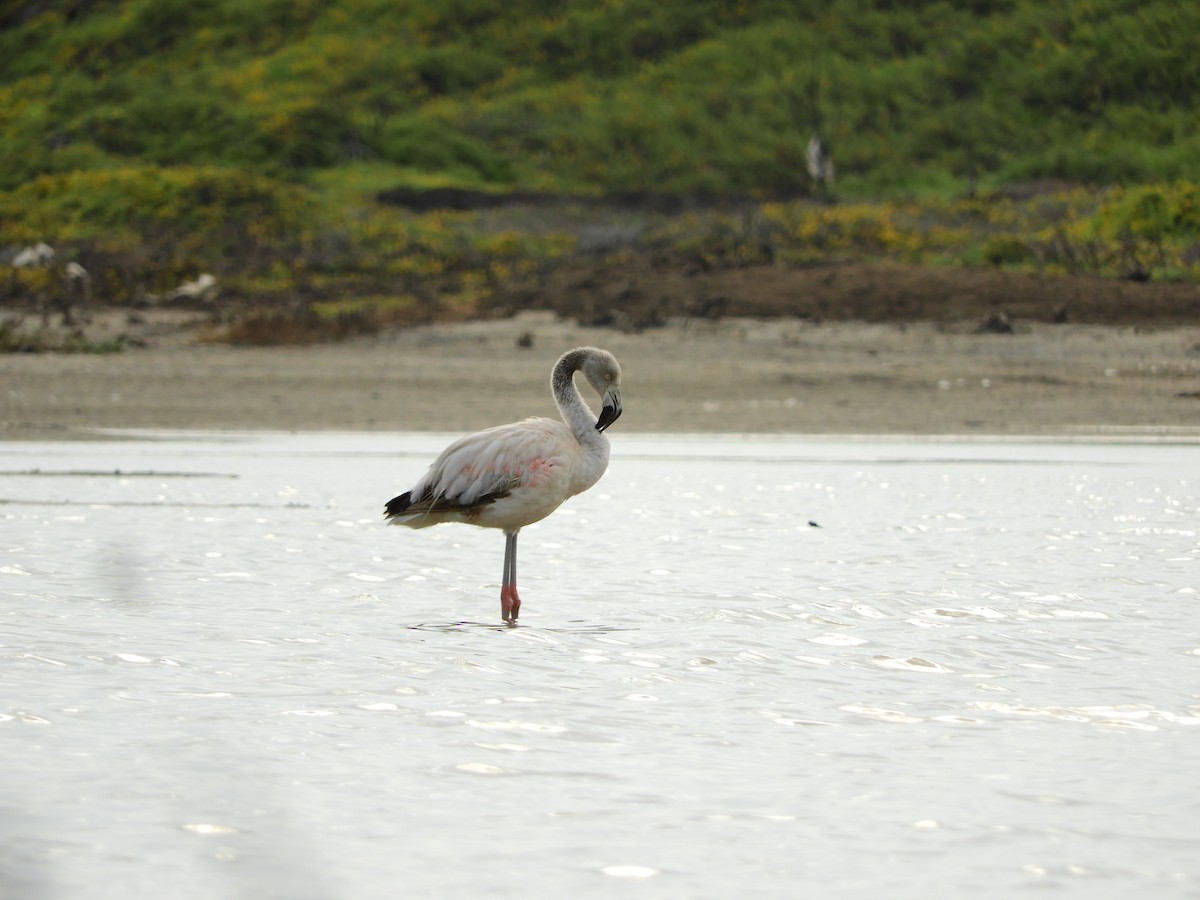 Flamant du Chili - ML167005161