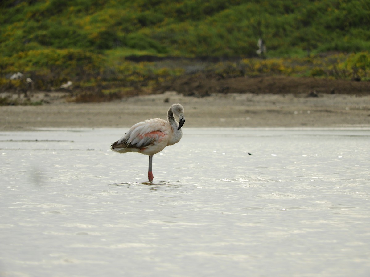 Flamant du Chili - ML167005171