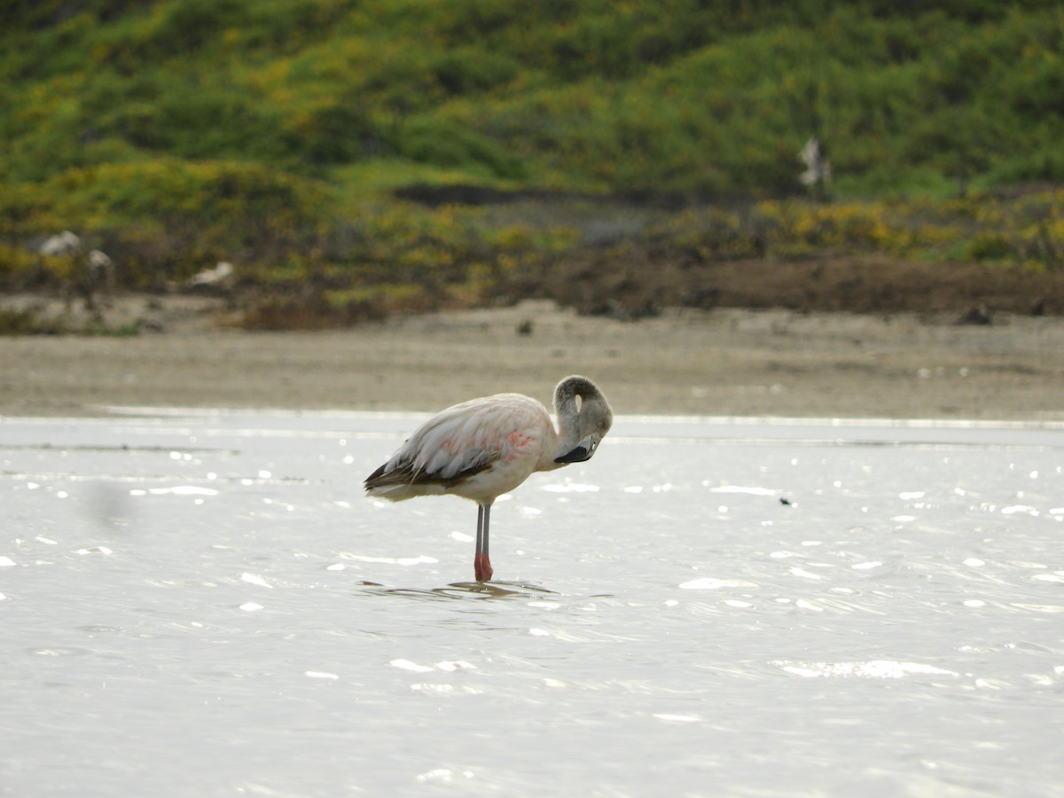 Chilean Flamingo - ML167005181