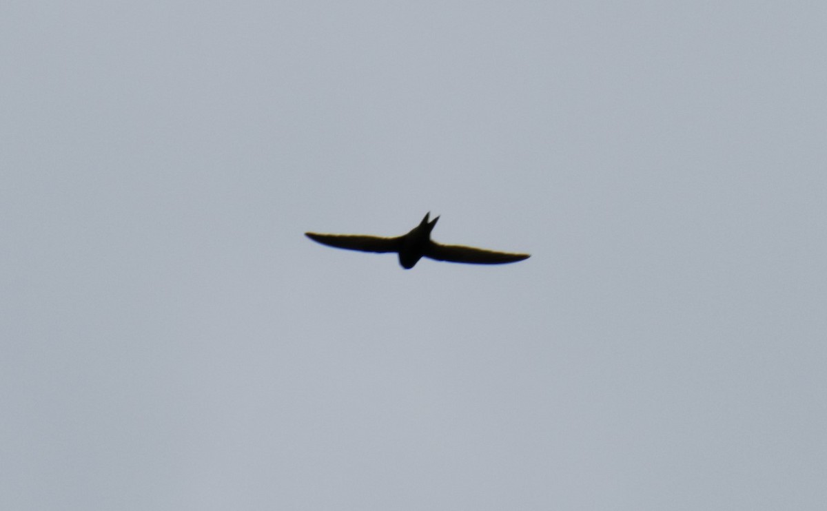 Mauersegler - ML167006561