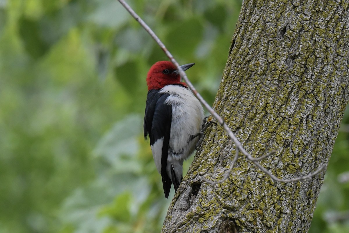 Red-headed Woodpecker - ML167006981