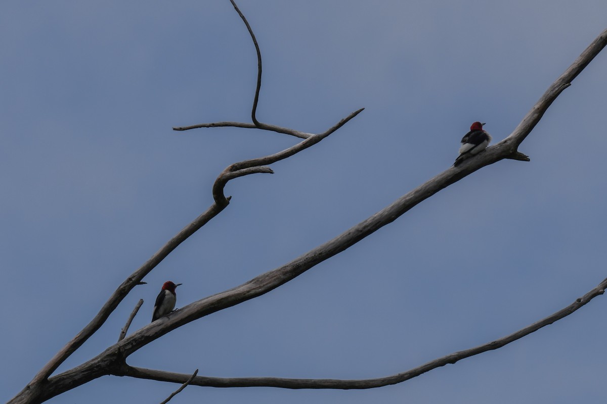 Red-headed Woodpecker - ML167006991