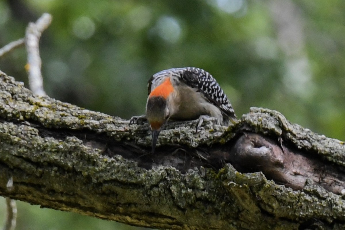 Red-bellied Woodpecker - Ben Julian