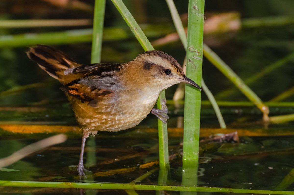 Wren-like Rushbird - ML167007321