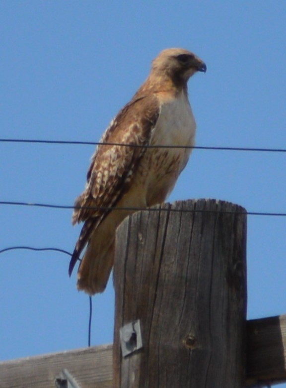 Red-tailed Hawk - ML167007501