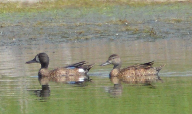 Blue-winged Teal - Kay Trebesch